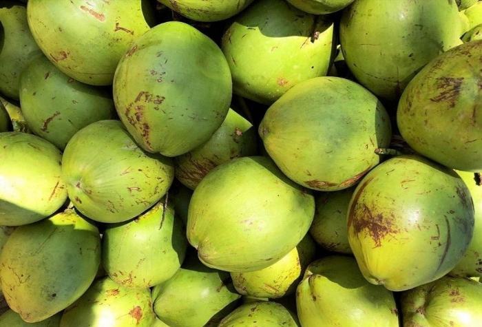 Indonesia menjadi salah satu negara penghasil kelapa di berbagai provinsinya. Iklim tropis di Indonesia sangat cocok untuk pertumbuhan pohon kelapa.