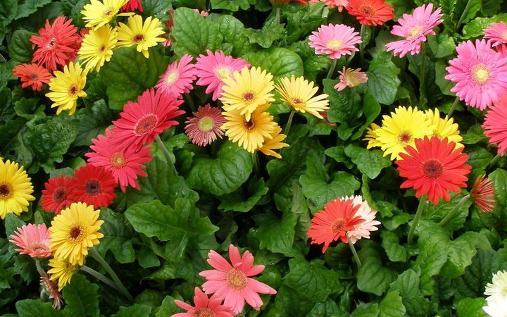 Bunga Gerbera dikenal karena keindahannya yang ceria dan warna-warnanya yang mencolok.