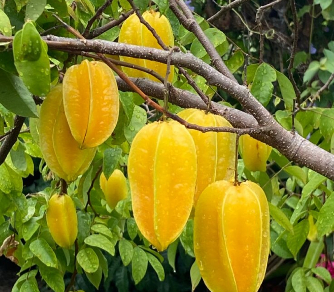 Agrowisata belimbing di Desa Moyoketen, Tulungagung, juga dikenal sebagai Agro Wisata Belimbing destinasi agrowisata yang menyuguhkan pengalaman unik bagi wisatawan.