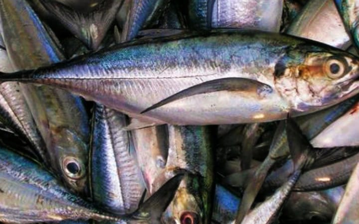 Ikan dikenal sebagai sumber protein hewani yang sangat digemari masyarakat Indonesia, termasuk Tulungagung.
