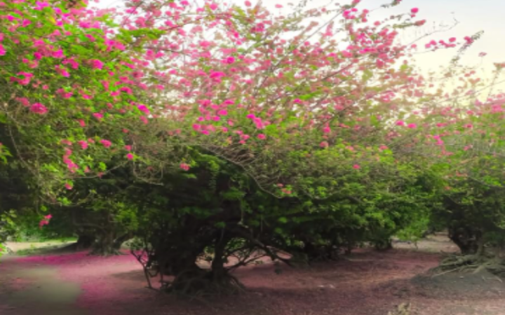 Taman Bunga Asoka di Desa Tapan, Kedungwaru, Tulungagung