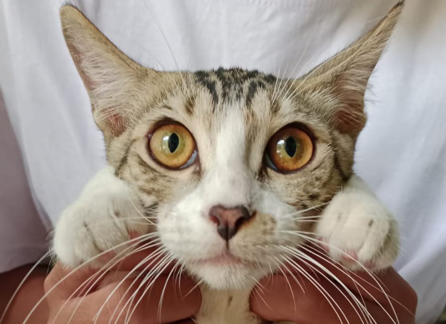 benefit memelihara kucing imut