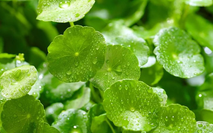 Daun pegagan atau Centella asiatica adalah tanaman merambat yang tumbuh subur di daerah tropis seperti Indonesia, India, dan Tiongkok.