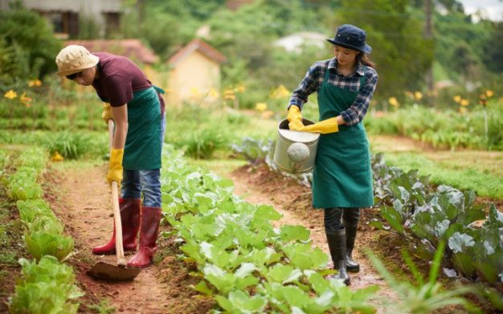 Berkebun dapat menjadi salah satu aktivitas relaksasi dan melepas jenuh yang meningkatkan produktivitas.
