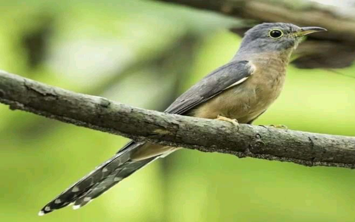Burung kedasih termasuk dalam keluarga Cuculidae, yaitu kelompok burung yang terkenal dengan perilaku