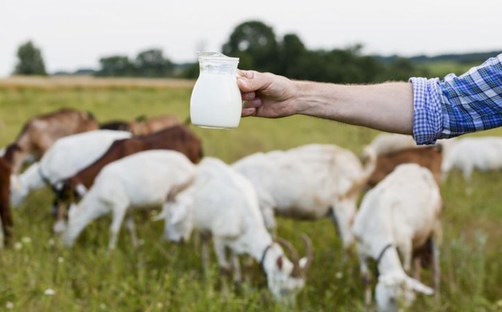 Susu kambing Etawa semakin populer di kalangan masyarakat sebagai alternatif susu sapi yang lebih sehat.