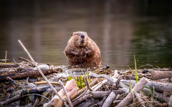 Berang-berang (dalam bahasa Inggris: beaver) dikenal sebagai salah satu hewan paling cerdas dan terampil dalam dunia hewan.