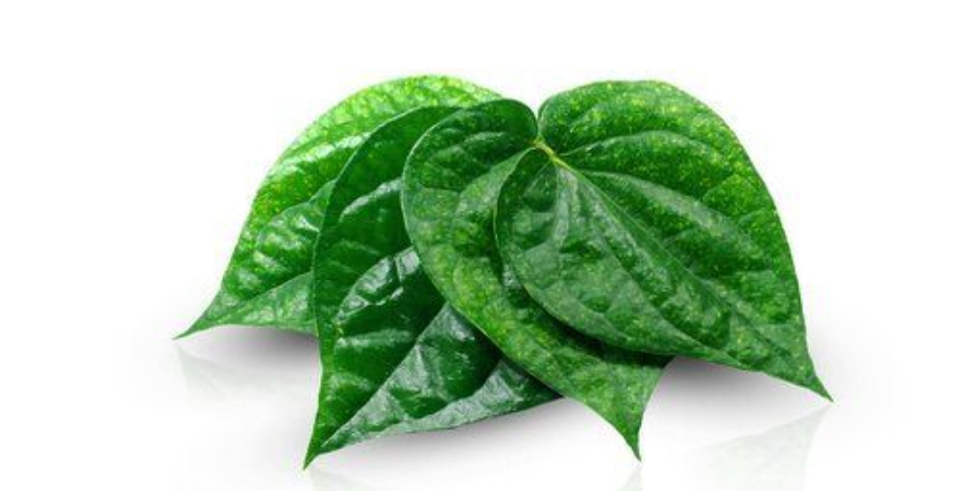 Di dapur-dapur sederhana rumah warga desa di Tulungagung, biasanya ada panci khusus untuk merebus ramuan tradisional salah satunya daun sirih.
