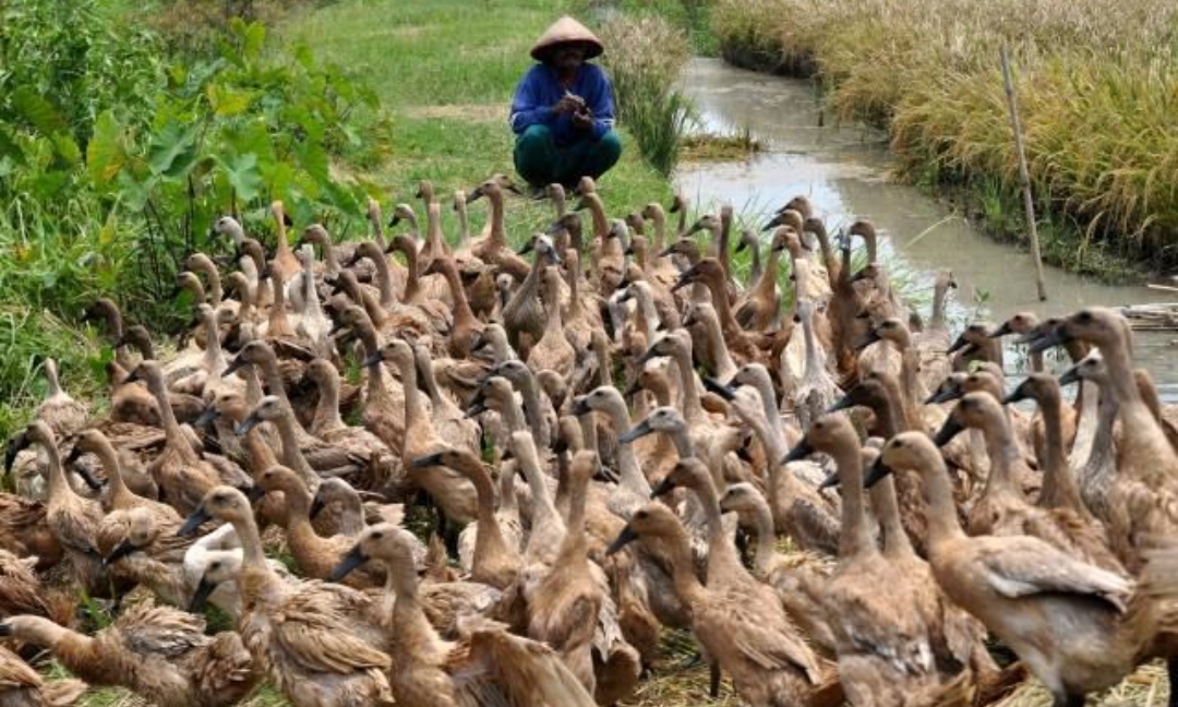 Tradisi ngangon (menggembala) bebek di Tulungagung yang setia menyusuri aliran sungai dan jalan-jalan kecil di tengah sawah.