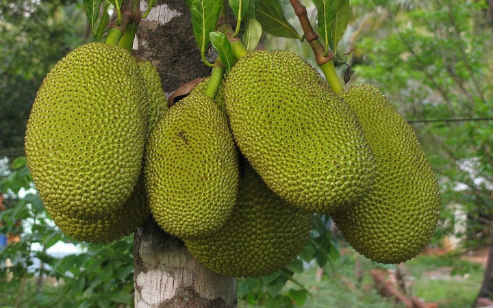 Nangka buah tropis yang kaya manfaat untuk kesehatan.
