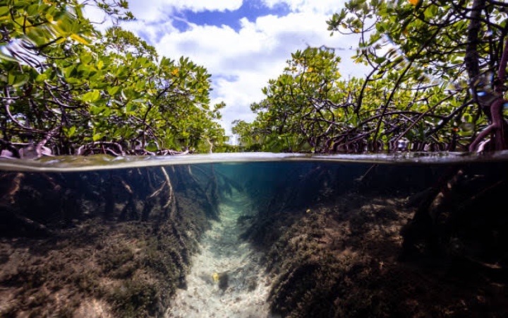 Hutan mangrove menjadi habitat ikan dan pelindung alami nelayan dari gelombang pasang.