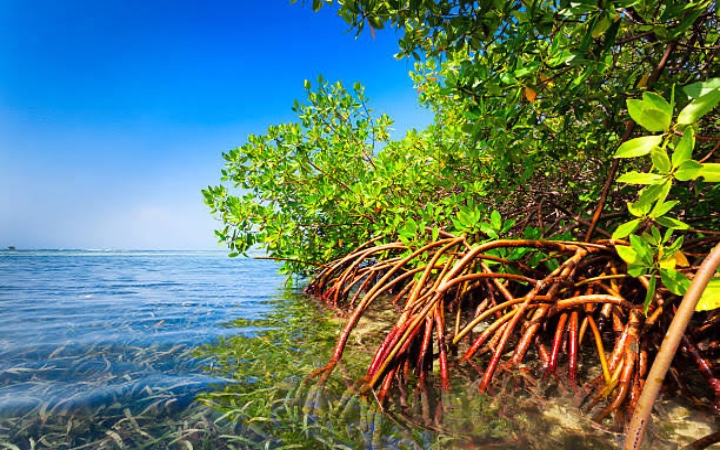 Hutan mangrove menjadi pelindung alami garis pantai dari abrasi dan intrusi air laut. Hari Mangrove Sedunia diperingati setiap 26 Juli sebagai pengingat pentingnya menjaga ekosistem.