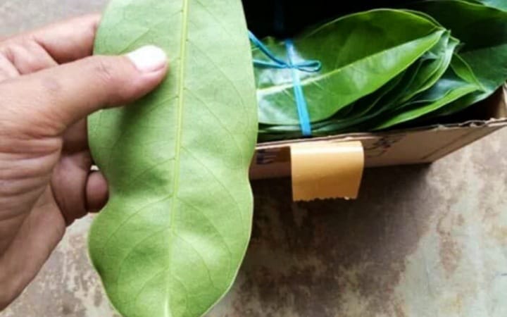 Daun sirsak dikenal luas termasuk di Tulungagung sebagai salah satu tanaman herbal dengan segudang manfaat kesehatan.