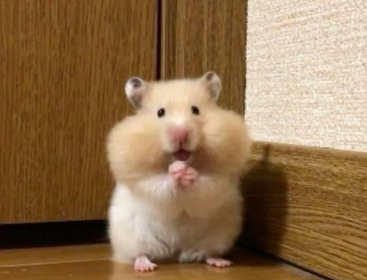 Hamster bukan sekadar hewan lucu, mereka punya kepribadian unik dan butuh perhatian juga