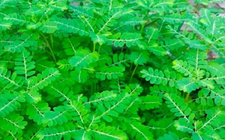 Beberapa rumput liar yang dianggap gulma, justru mengandung segudang manfaat dan menyimpan potensi luar biasa sebagai tanaman herbal di Tulungagung.