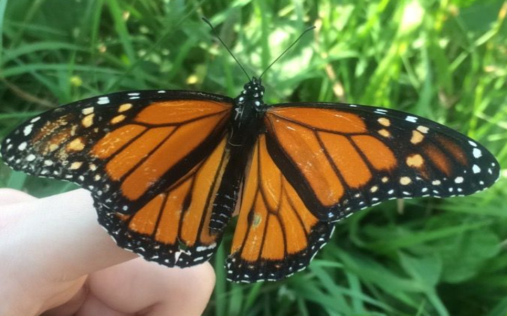 Fakta menarik hewan  Invertebrata yang jarang diketahui