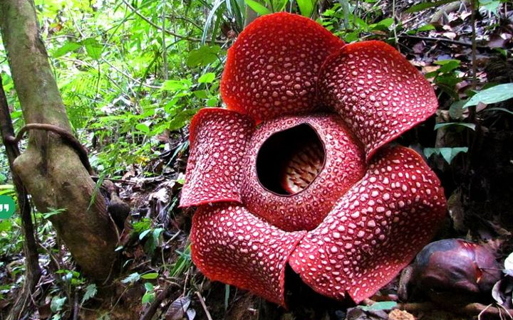 Flora-flora ini bukan hanya indah, tapi juga membanggakan Indonesia di mata dunia