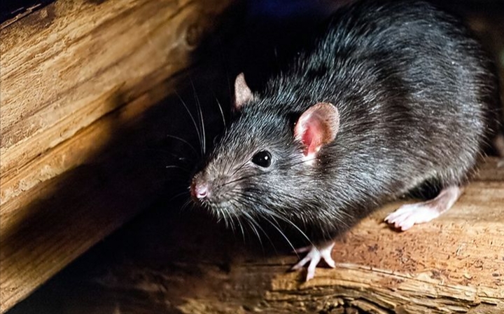 Tikus sering menjadi hama yang mengganggu kenyamanan dan kebersihan rumah.