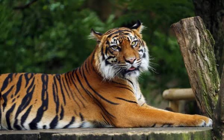 Harimau Sumatra bisa punah apabila banyak perburuan liar yang tidak segera ditindak tegas.