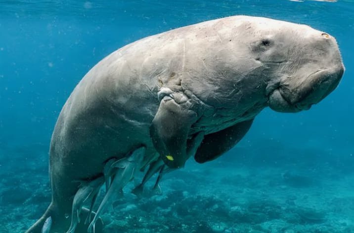 Dugong atau biasa dikenal sebagai Duyung di Indonesia
