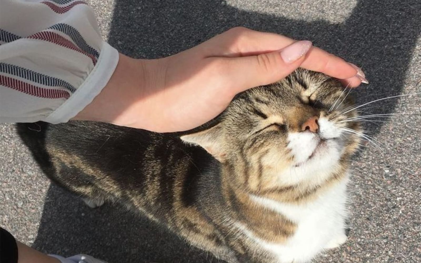 Banyak yang mengira perilaku kucing hanyalah kebiasaan biasa tanpa makna.