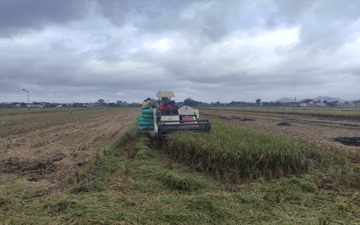 Musim panen raya sedang berlangsung di wilayah Kecamatan Boyolangu, Kabupaten Tulungagung. Tampak persawahan di Desa Serut, kecamatan setempat, sedang di panen, Selasa (29/7/2025).