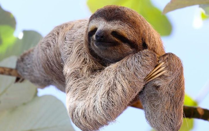 Sloth atau kukang dikenal sebagai salah satu hewan paling lambat di dunia.