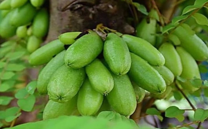 Belimbing wuluh atau dikenal juga dengan sebutan belimbing sayur (Averrhoa bilimbi).