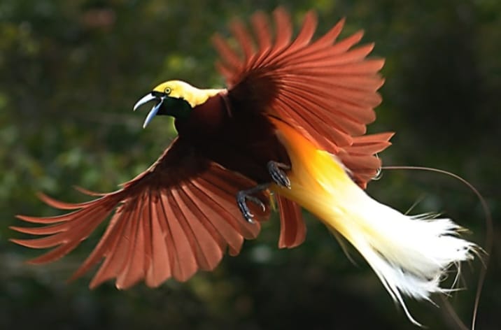 Burung Cendrawasih adalah salah satu burung paling indah di dunia, dikenal karena bulunya yang berwarna cerah dan tarian kawinnya yang unik.