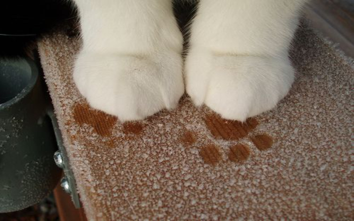 Bagi pemilik kucing, pasti sering mengalami momen lucu ketika kucing tiba-tiba naik ke pangkuan atau tubuh, lalu menggunakan kaki depannya untuk menekan-nekan secara bergantian.