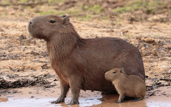 Capybara si hewan paling chill sejagat, ternyata punya banyak fakta unik yang bikin jatuh hati.