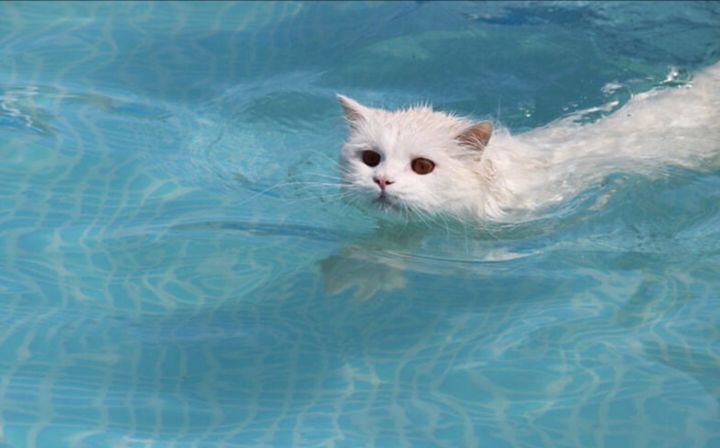 Kucing adalah hewan peliharaan yang menggemaskan, lincah, dan memiliki perilaku unik.