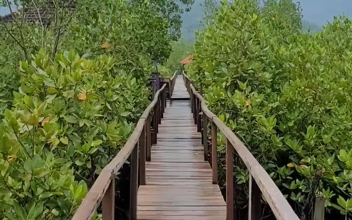 Menyeberangi Jembatan Galau di tengah hamparan bakau sambil menikmati kesejukan alam Hutan Mangrove Pancer Cengkrong, Trenggalek, destinasi wisata edukatif yang ramah kantong dan penuh keindahan.