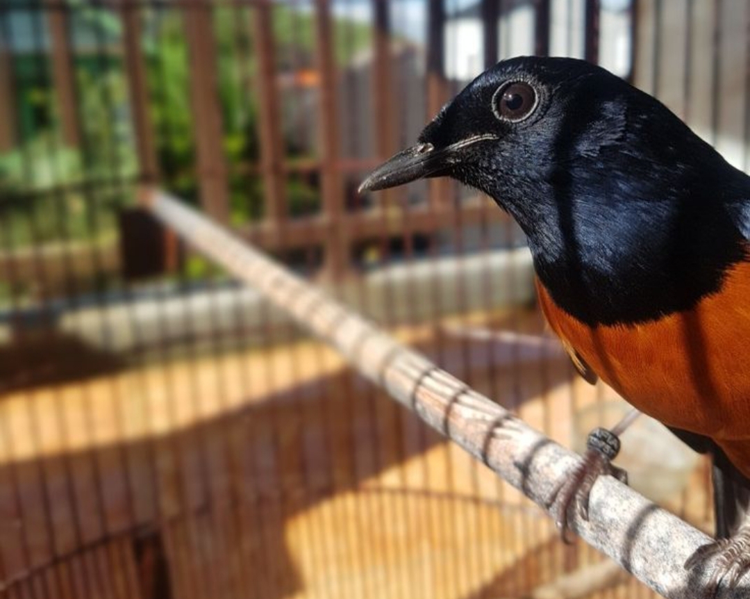 Di Tulungagung, pagi hari bukan hanya tentang aroma kopi atau suara ayam berkokok.