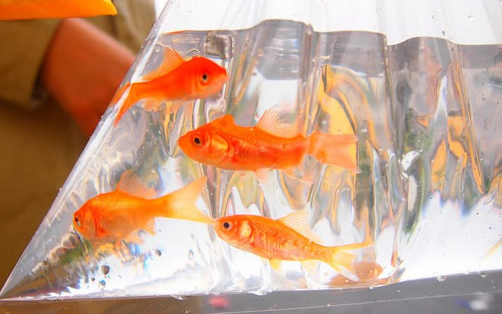 Goldfish atau ikan mas koki dikenal sebagai ikan hias yang cantik, tetapi sering dianggap &ldquo;bodoh&rdquo; karena diyakini hanya memiliki ingatan selama 3 detik. Mitos ini sangat populer.