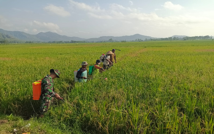 Hama wereng putih dalam dua pekan terakhir memporak-porandakan tanaman padi warga Desa Notorejo, Kecamatan Gondang, Kabupaten Tulungagung.