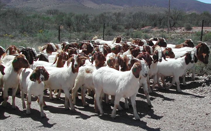 Jika kamu seorang peternak kambing atau baru memulai usaha peternakan, pasti ingin kambing cepat gemuk dan sehat.