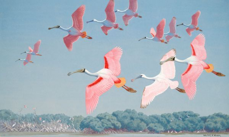 Burung Roseate Spoonbill (Platalea ajaja) adalah salah satu spesies burung air paling mencolok yang bisa ditemukan di wilayah Amerika, terutama di Amerika Selatan, Tengah, dan Serikat.
