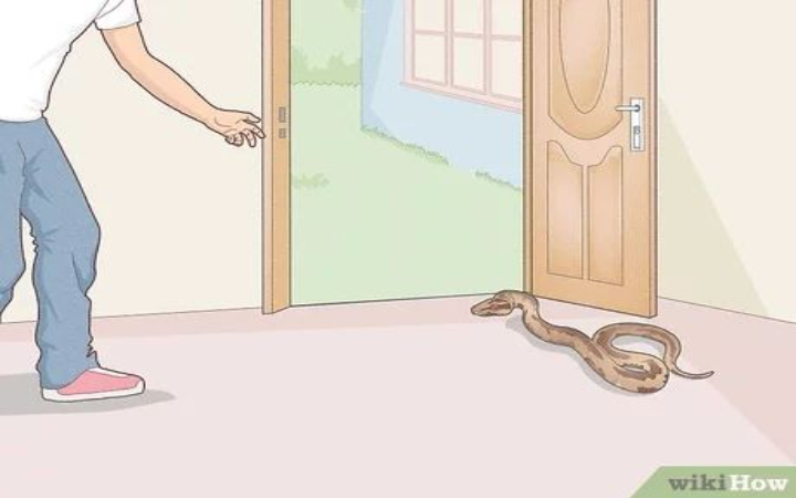 Jangan tunggu sampai ular masuk rumah! Yuk, terapkan 7 cara jitu ini agar rumahmu aman dan bebas dari ancaman ular liar!
