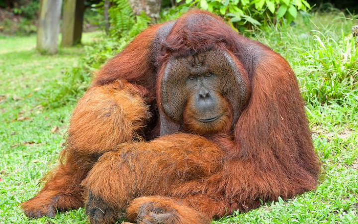Tahukah kamu? Orangutan hanya hidup di Indonesia dan punya kecerdasan luar biasa! Temukan 10 fakta unik yang bikin kamu makin kagum dan peduli