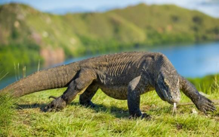 Komodo bukan sekadar kadal besar. Dia predator cerdas, kuat, dan hanya ada di Indonesia!