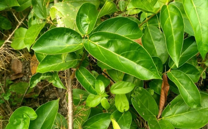Daun cincau merupakan bahan alami yang sering digunakan untuk membuat minuman segar tradisional di Indonesia.