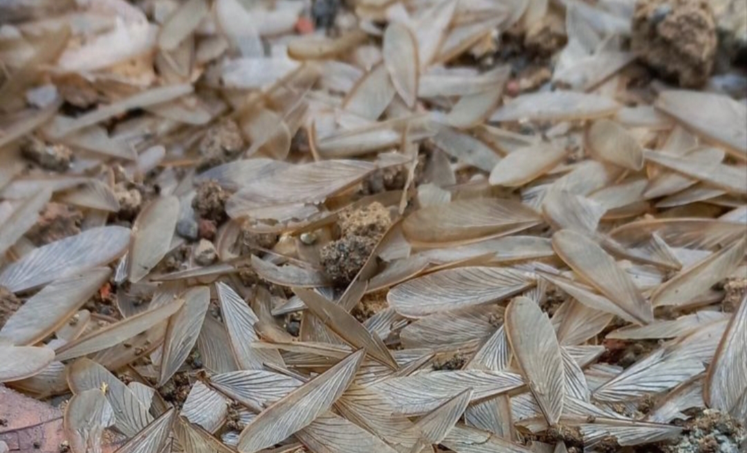 Bagi warga Tulungagung, laron musim hujan bukan sekadar serangga. Ia adalah pengingat masa kecil, aroma gorengan hangat di dapur