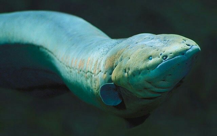 Dari Sungai Amazon, Muncul Predator Sunyi yang Mampu Menghantarkan Listrik hingga 860 Volt &mdash; Belut Listrik, Sang Ikan Penyetrum yang Bisa Melumpuhkan dalam Sekejap