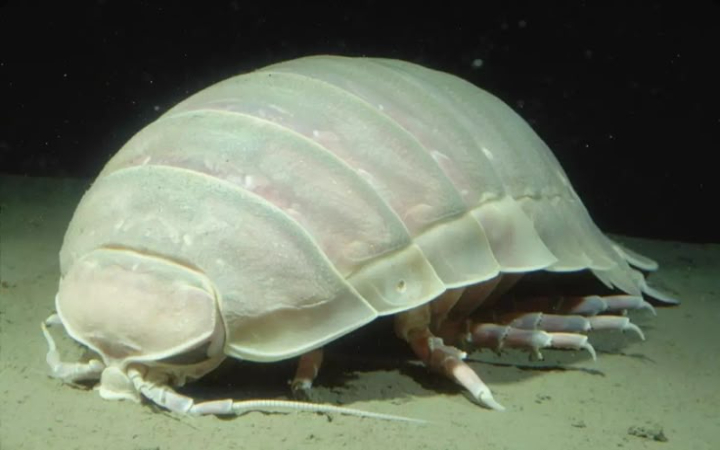 Dari kedalaman gelap laut dalam, muncul kutu laut raksasa berukuran hampir setengah meter, predator sekaligus pembersih ekosistem samudra