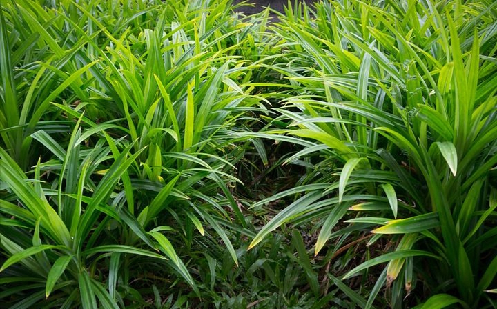Daun pandan adalah salah satu bahan alami yang memiliki aroma harum khas dan banyak digunakan dalam berbagai masakan Indonesia.