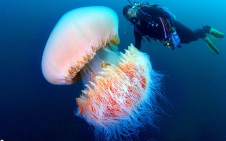 Ubur-ubur surai singa, atau Lion&rsquo;s Mane Jellyfish (Cyanea capillata), adalah salah satu spesies ubur-ubur terbesar di dunia.