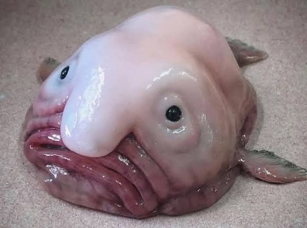 Ikan Blobfish yang berasal dari laut dalam di perairan Australia. (FACEBOOK HENTHRYAS)