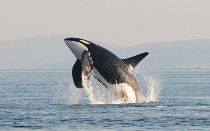 Paus dikenal sebagai hewan laut terbesar di dunia, dengan ukuran tubuh yang luar biasa dan mulut yang sangat besar. Tapi tahukah kamu bahwa tenggorokan nya sangat kecil?