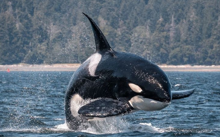 Paus orca (Orcinus orca) sering dikenal sebagai killer whale, sebuah nama yang sering membuat orang berpikir bahwa hewan ini berbahaya bagi manusia.